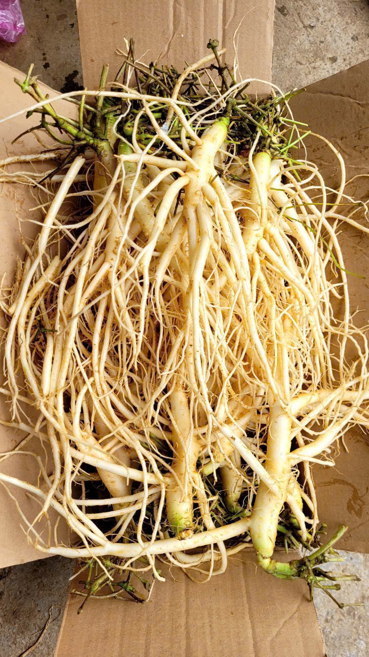 sam-day-ngoc-linh-1c