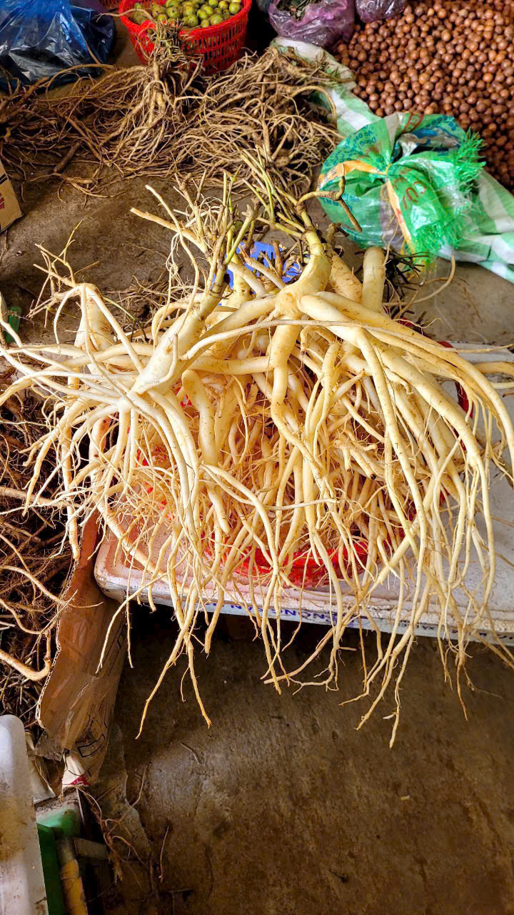 sam-day-ngoc-linh-1e